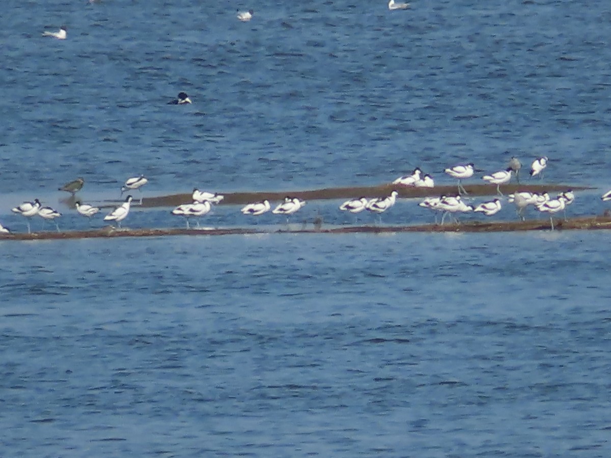 Pied Avocet - Ursula  Mitra