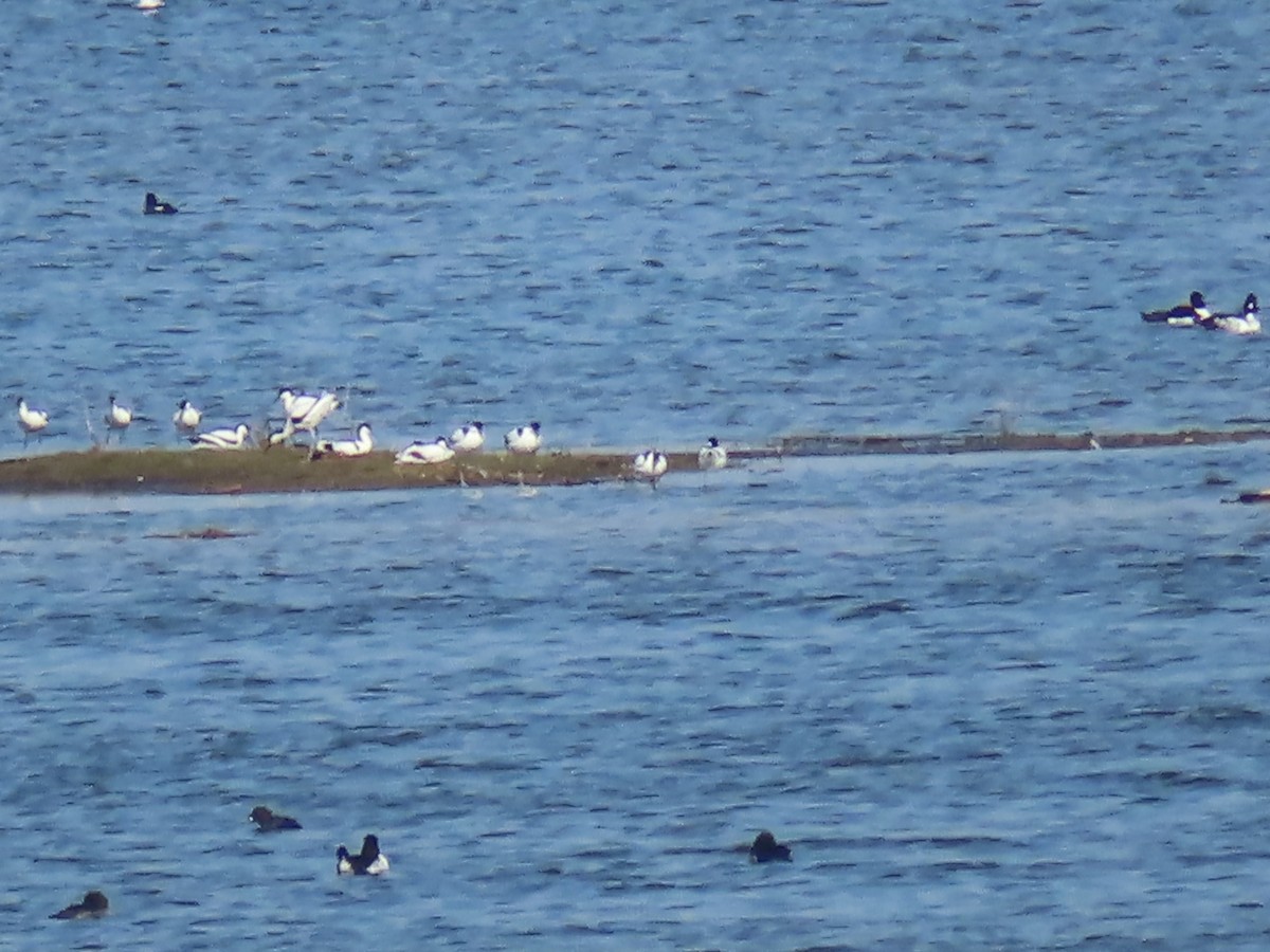 Pied Avocet - Ursula  Mitra