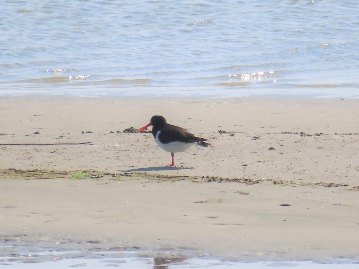 Eurasian Oystercatcher - ML559134301