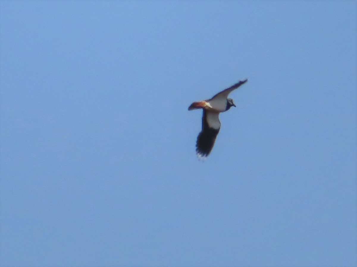 Northern Lapwing - ML559134651