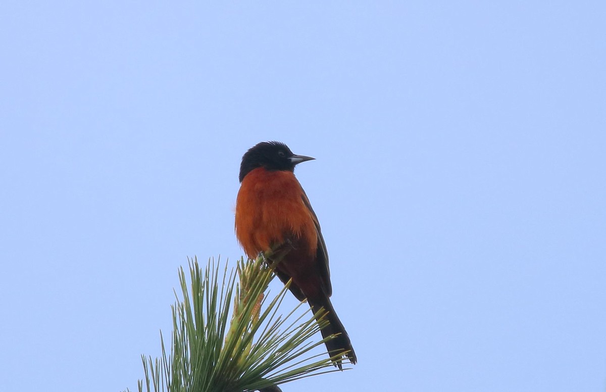 Orchard Oriole - ML559134981