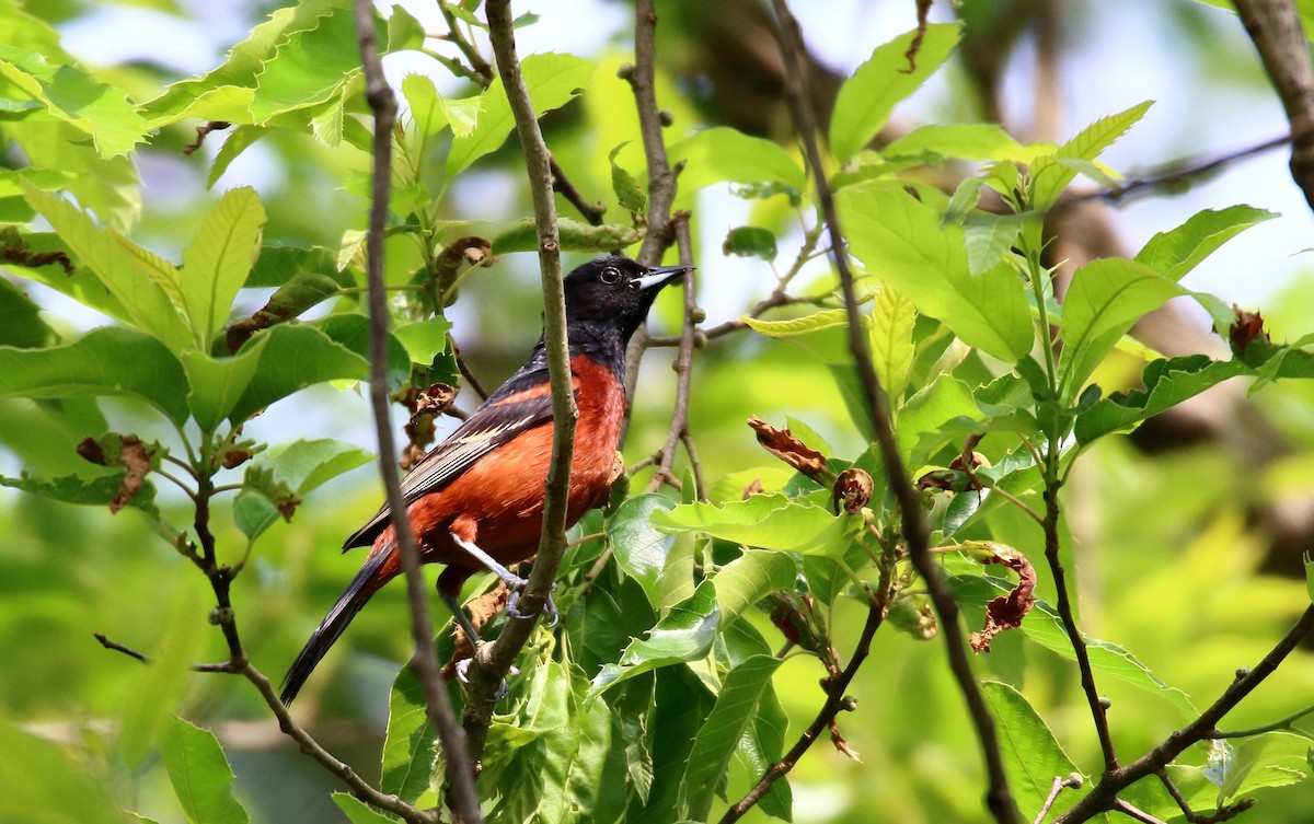 Orchard Oriole - ML559135001