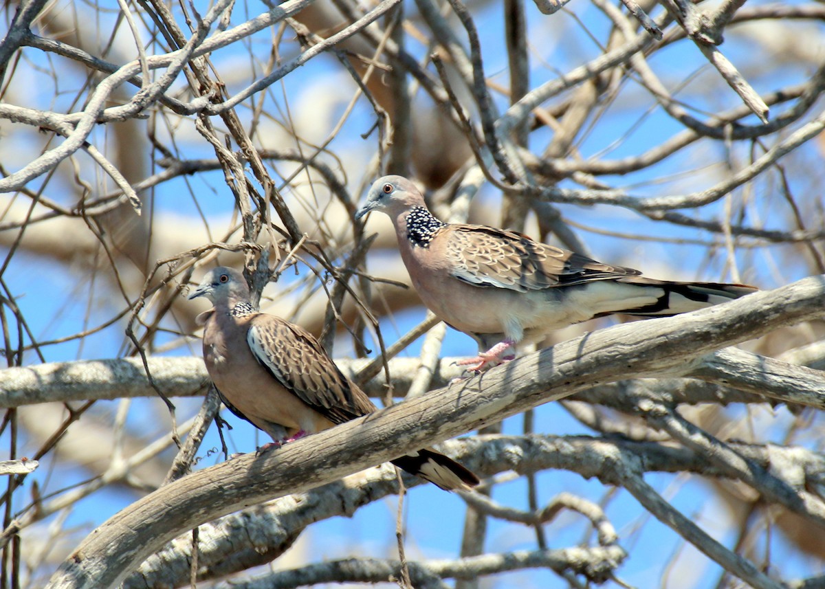 Spotted Dove - ML559135481