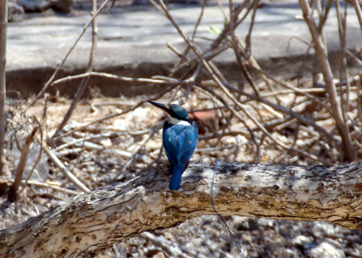 Collared Kingfisher - ML559135931