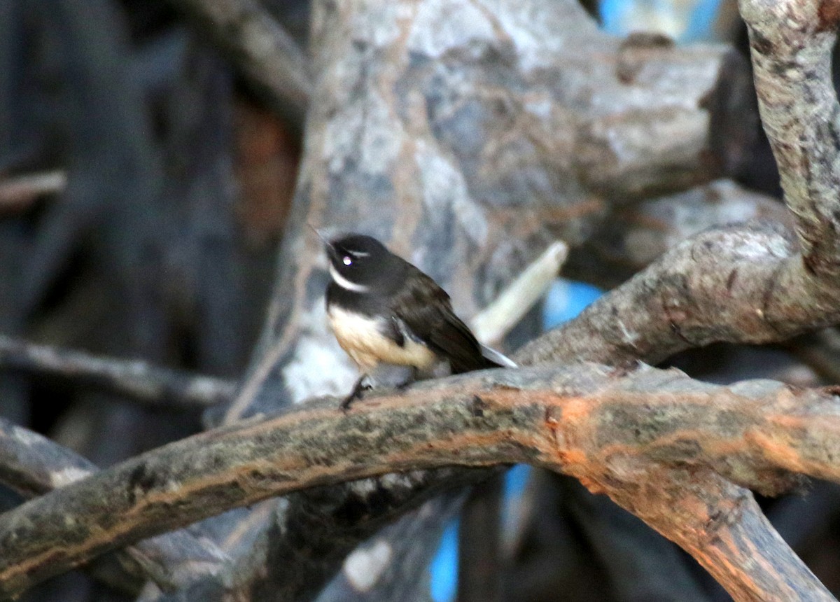 Malaysian Pied-Fantail - ML559136341