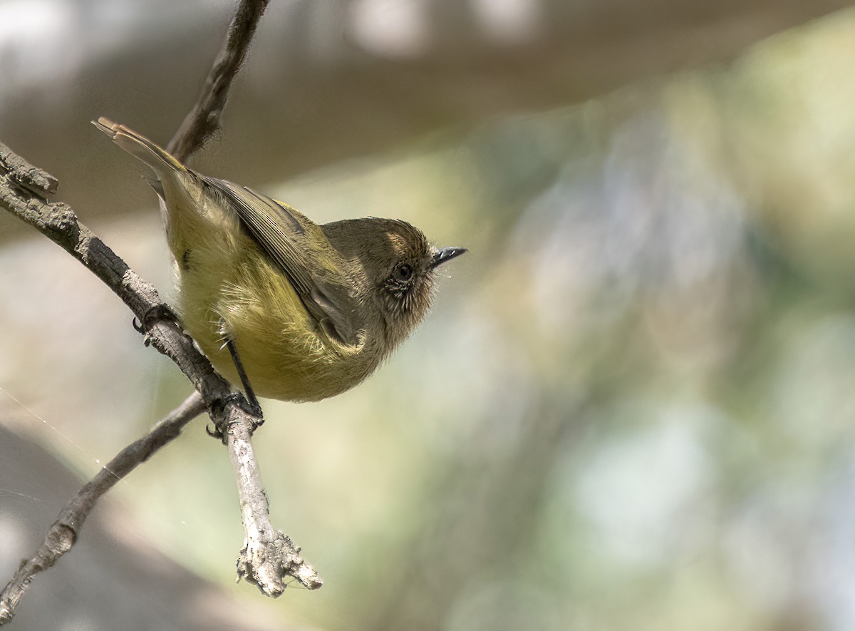 Yellow Thornbill - Jonathan Tickner