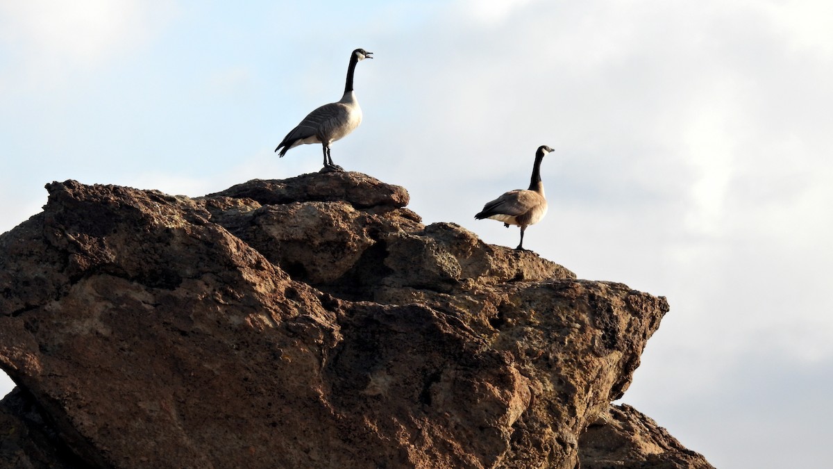 Canada Goose - ML559137761