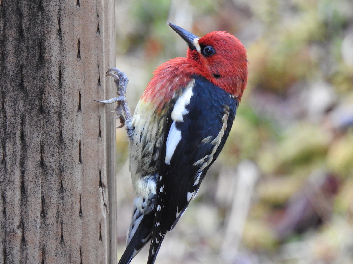 Red-breasted Sapsucker - ML559138441