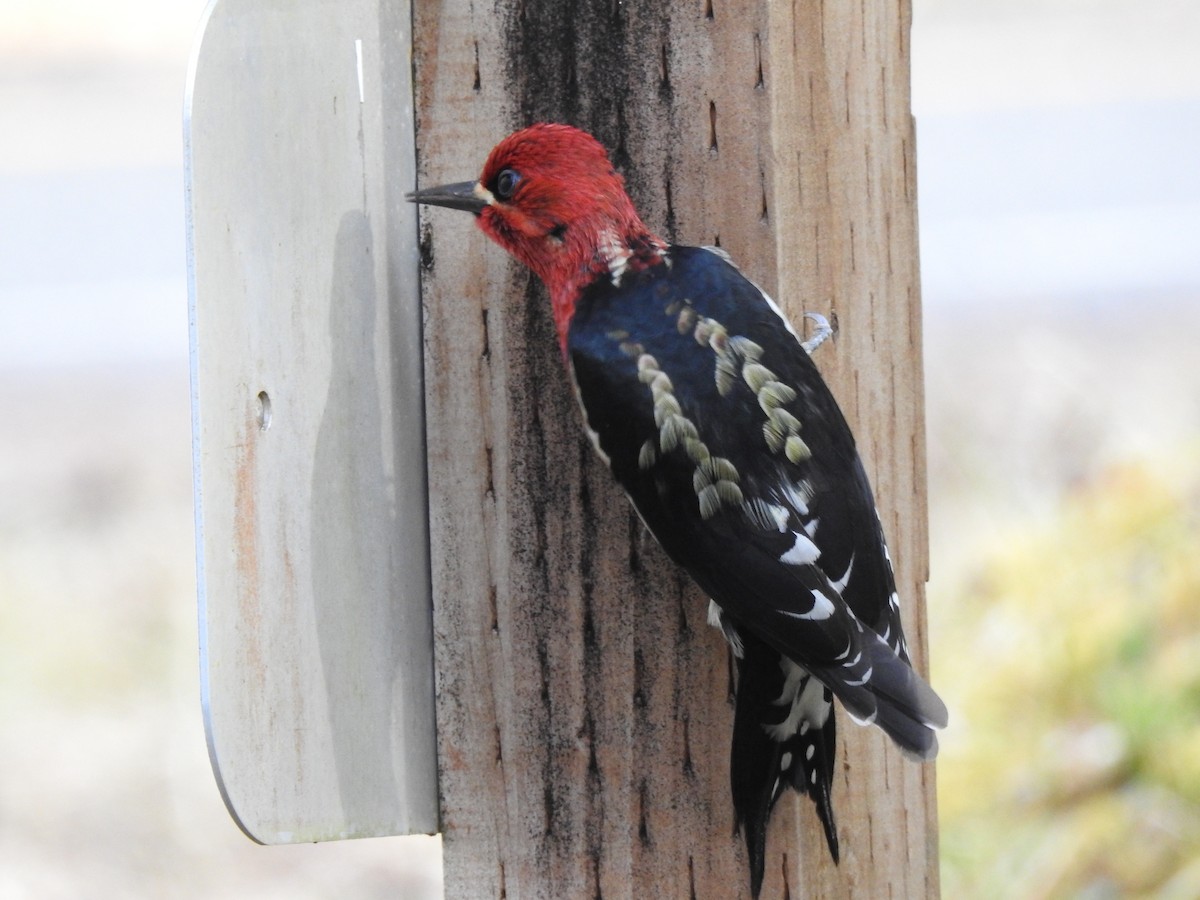 Red-breasted Sapsucker - ML559138521