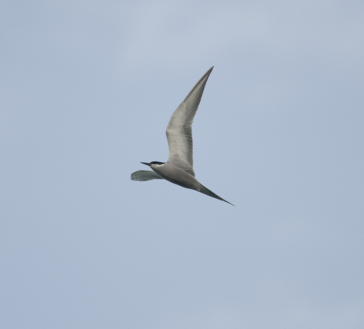 White-cheeked Tern - ML559140311