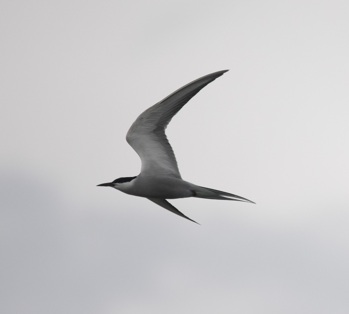 White-cheeked Tern - David Darrell-Lambert