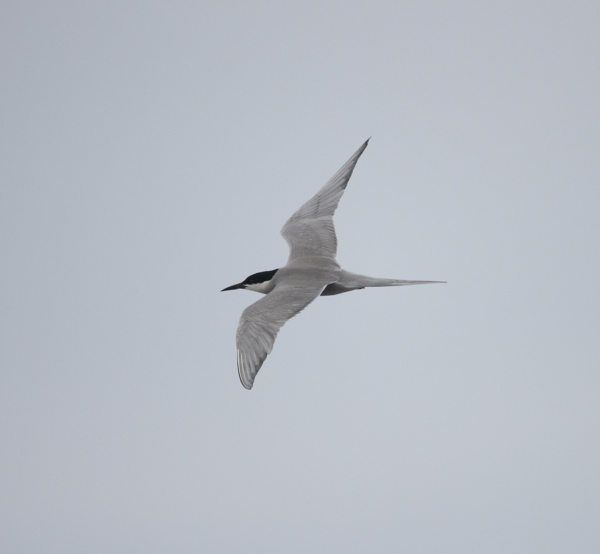 White-cheeked Tern - David Darrell-Lambert