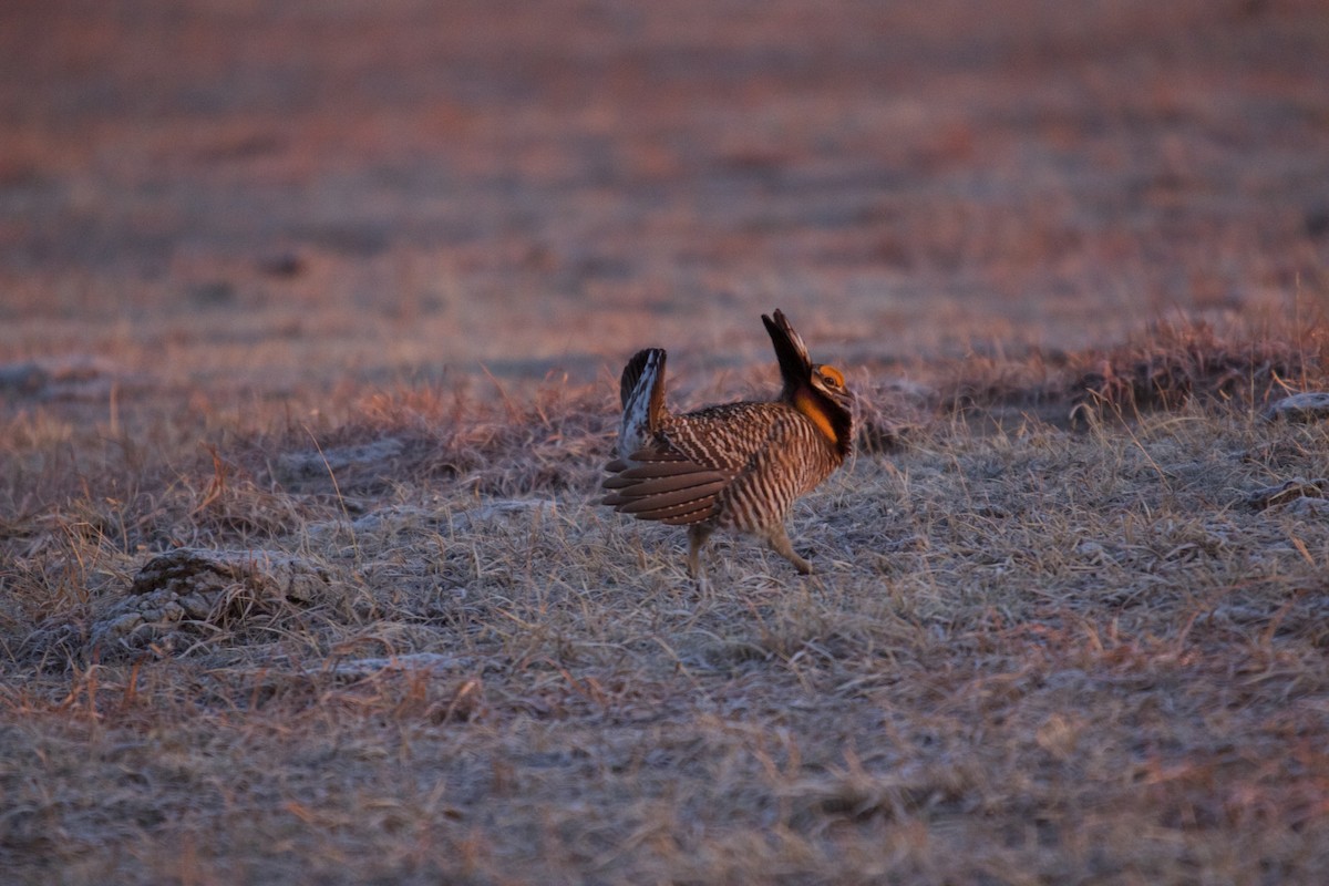 Greater Prairie-Chicken - Ryan Twedt