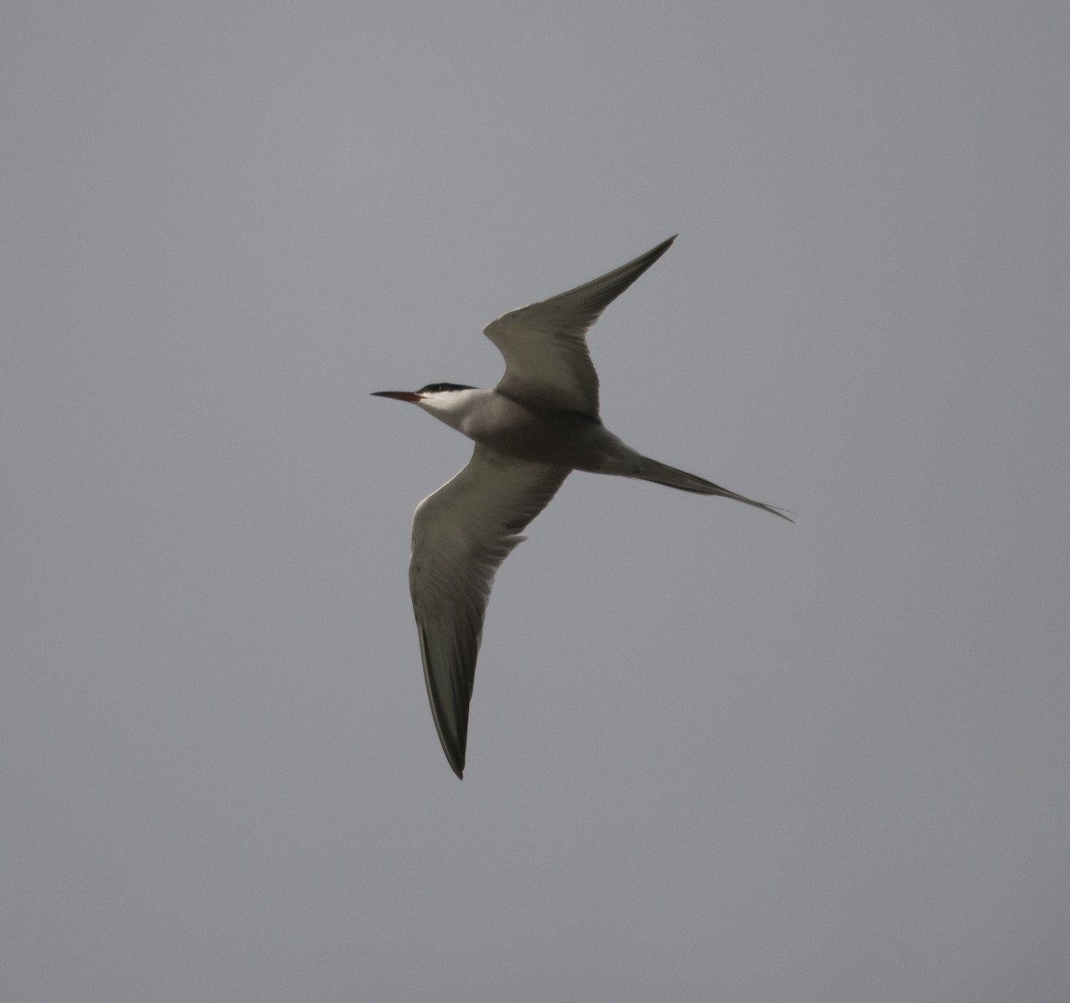 White-cheeked Tern - David Darrell-Lambert