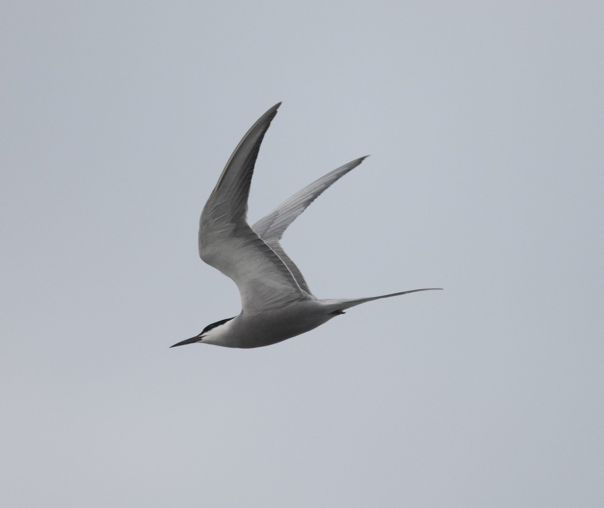 White-cheeked Tern - David Darrell-Lambert