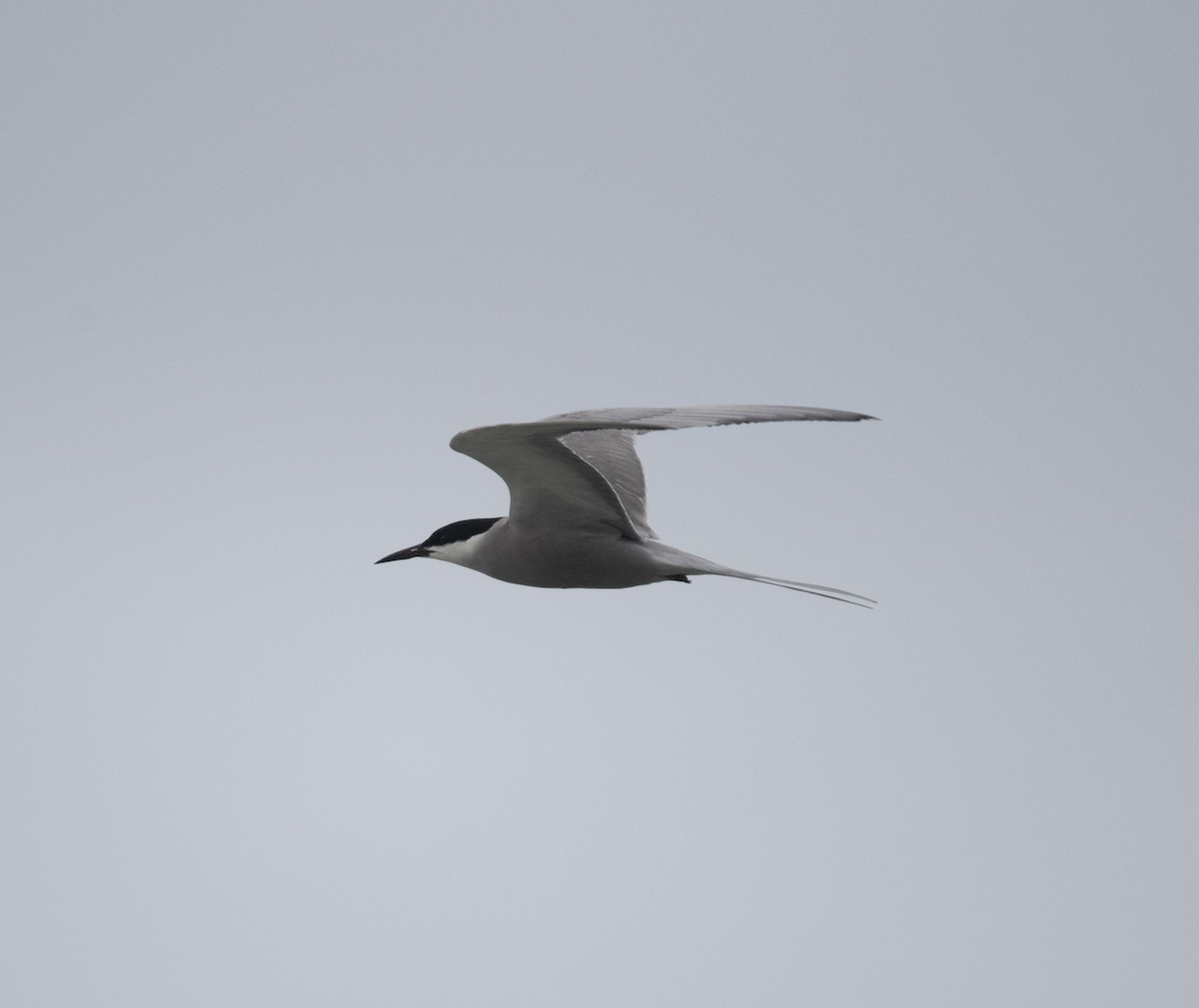 White-cheeked Tern - David Darrell-Lambert