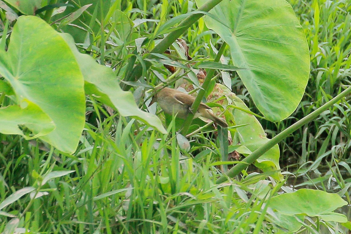 Oriental Reed Warbler - Neoh Hor Kee
