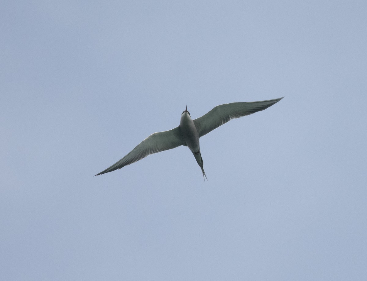 White-cheeked Tern - David Darrell-Lambert