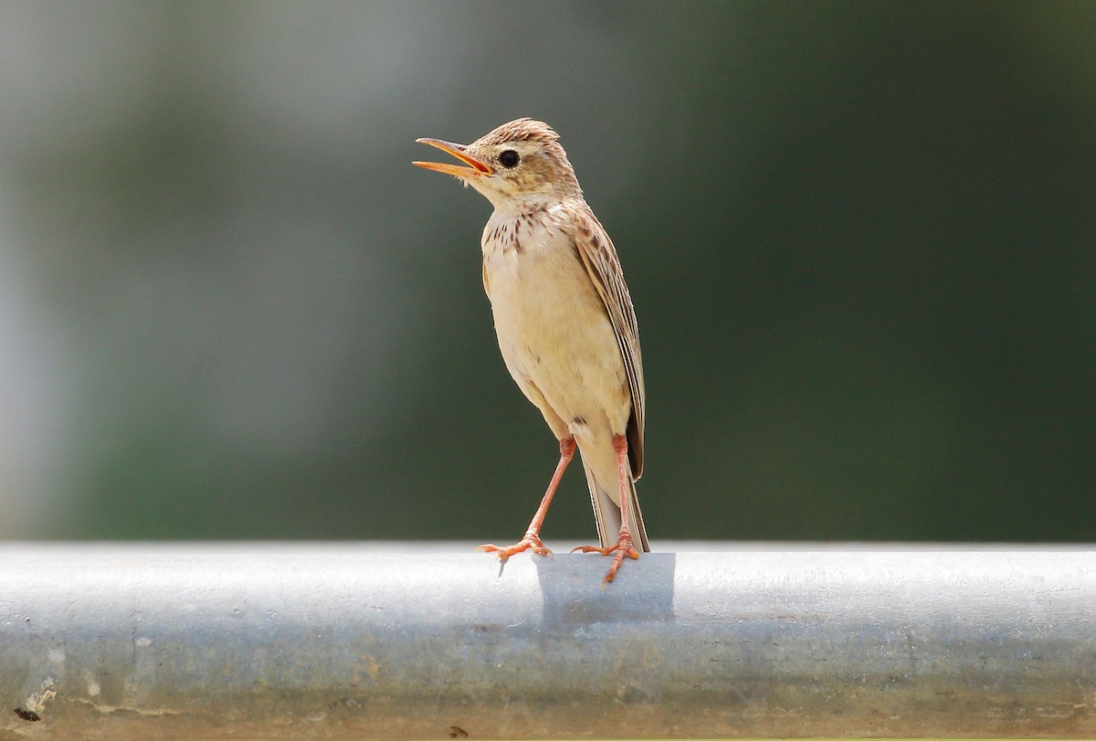 Paddyfield Pipit - ML55914171