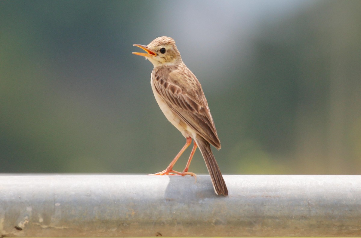 Paddyfield Pipit - Neoh Hor Kee