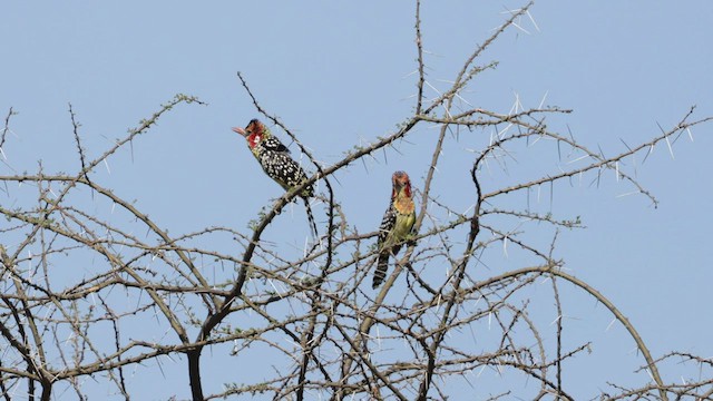 Sarı Kırmızı Barbet - ML559141941