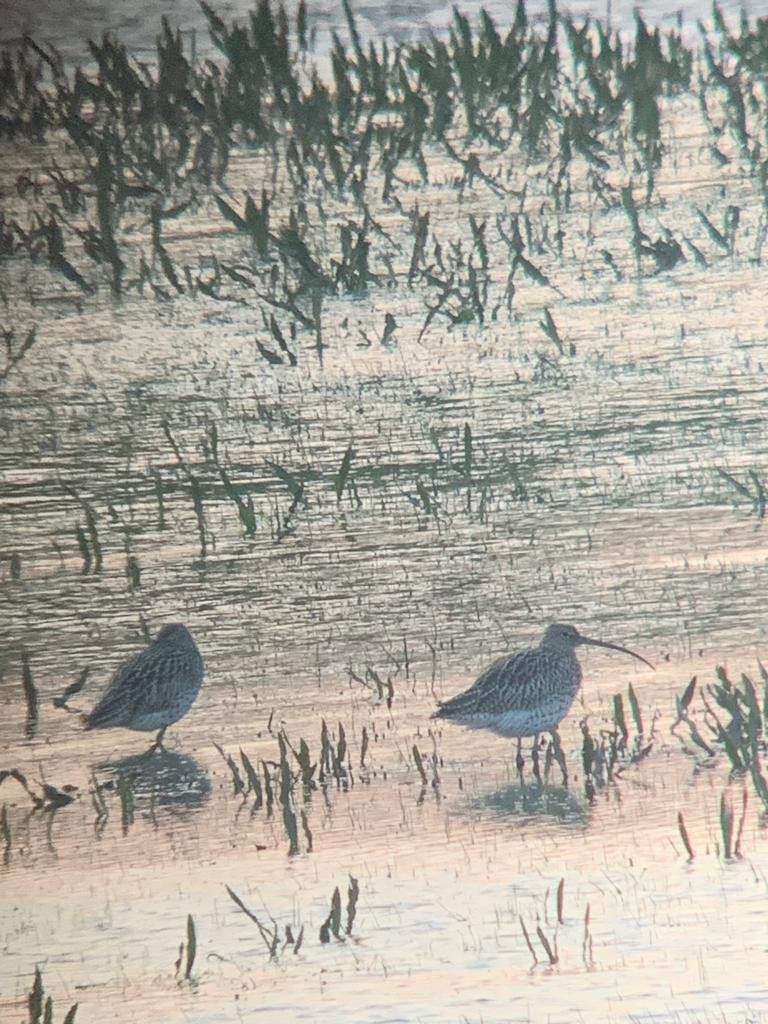 Eurasian Curlew - ML559141991