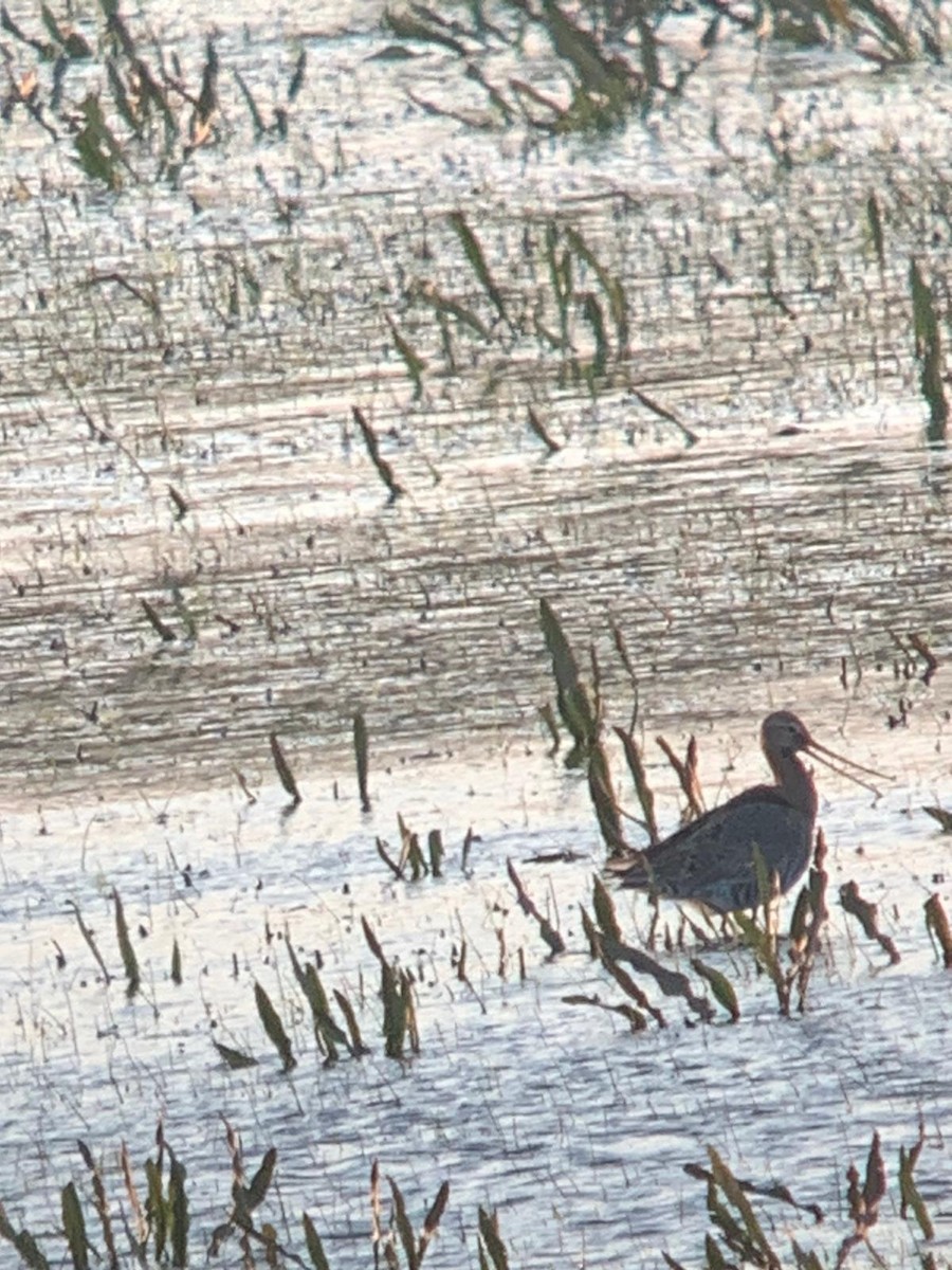 Black-tailed Godwit - ML559142151