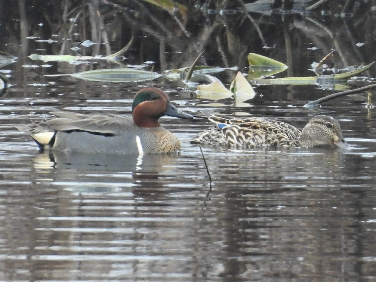 Green-winged Teal - ML559142171