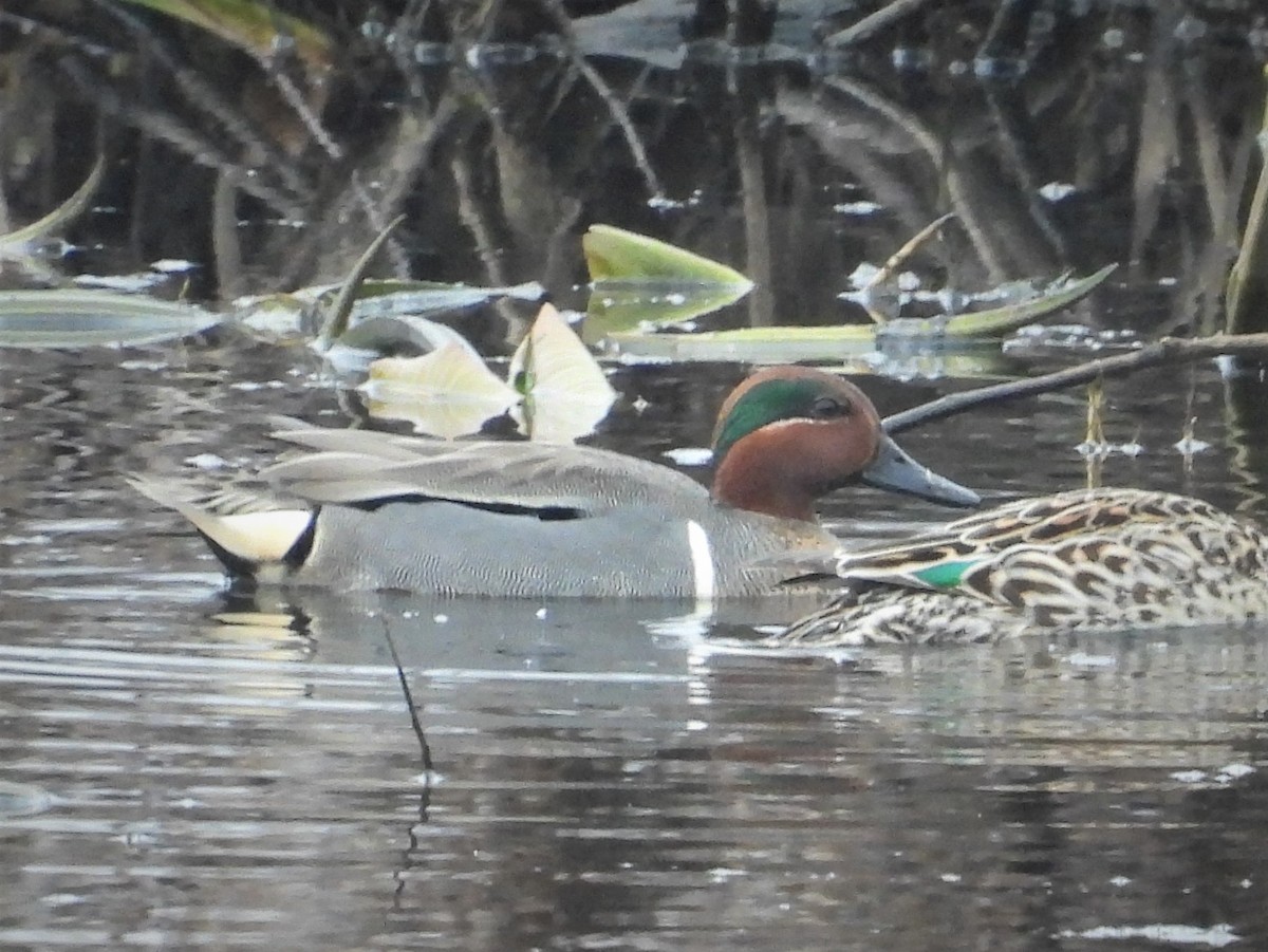 Green-winged Teal - ML559142271