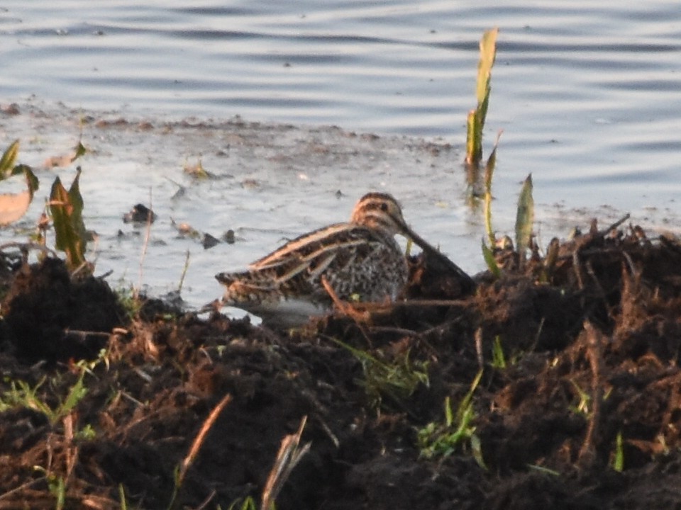 Common Snipe - Laurenske Sierkstra