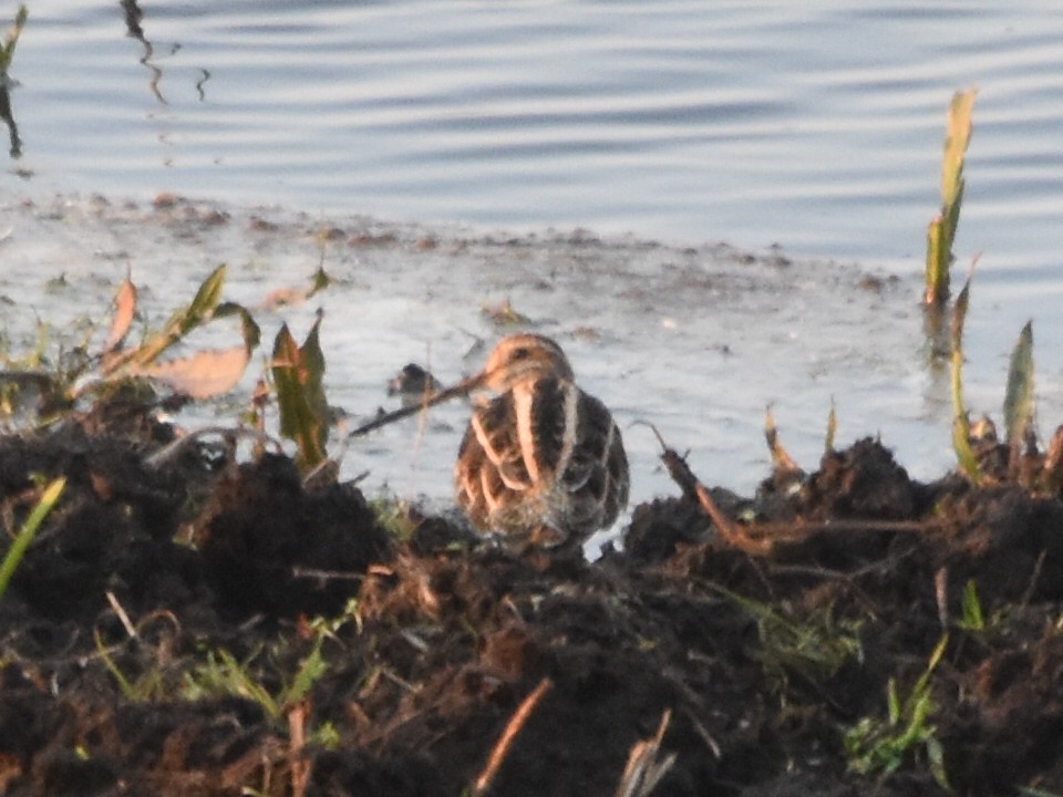 Common Snipe - ML559142391