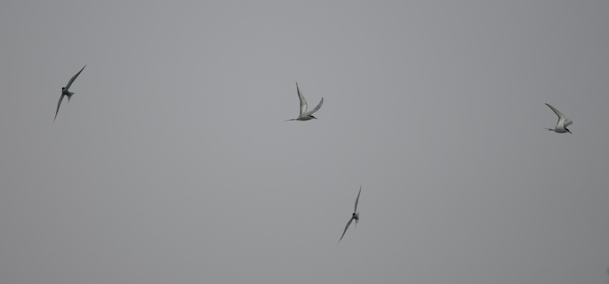 White-cheeked Tern - ML559142551