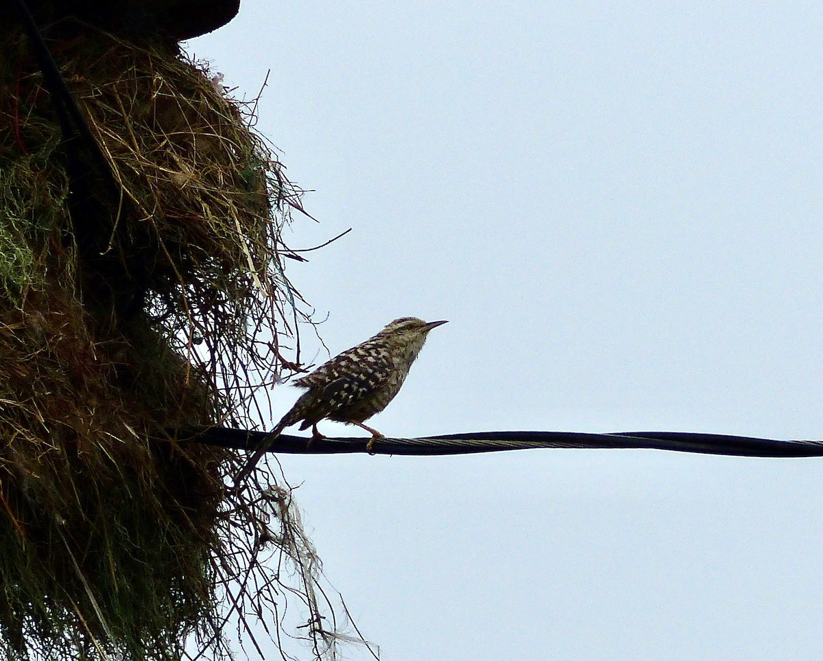 Fasciated Wren - ML559142721