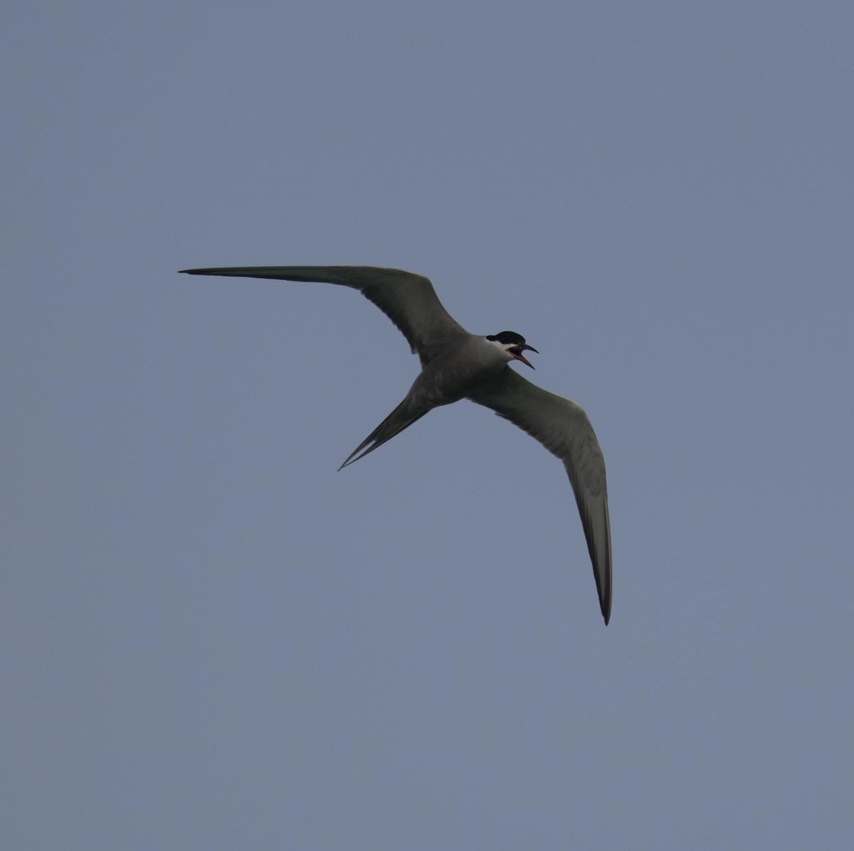 White-cheeked Tern - David Darrell-Lambert