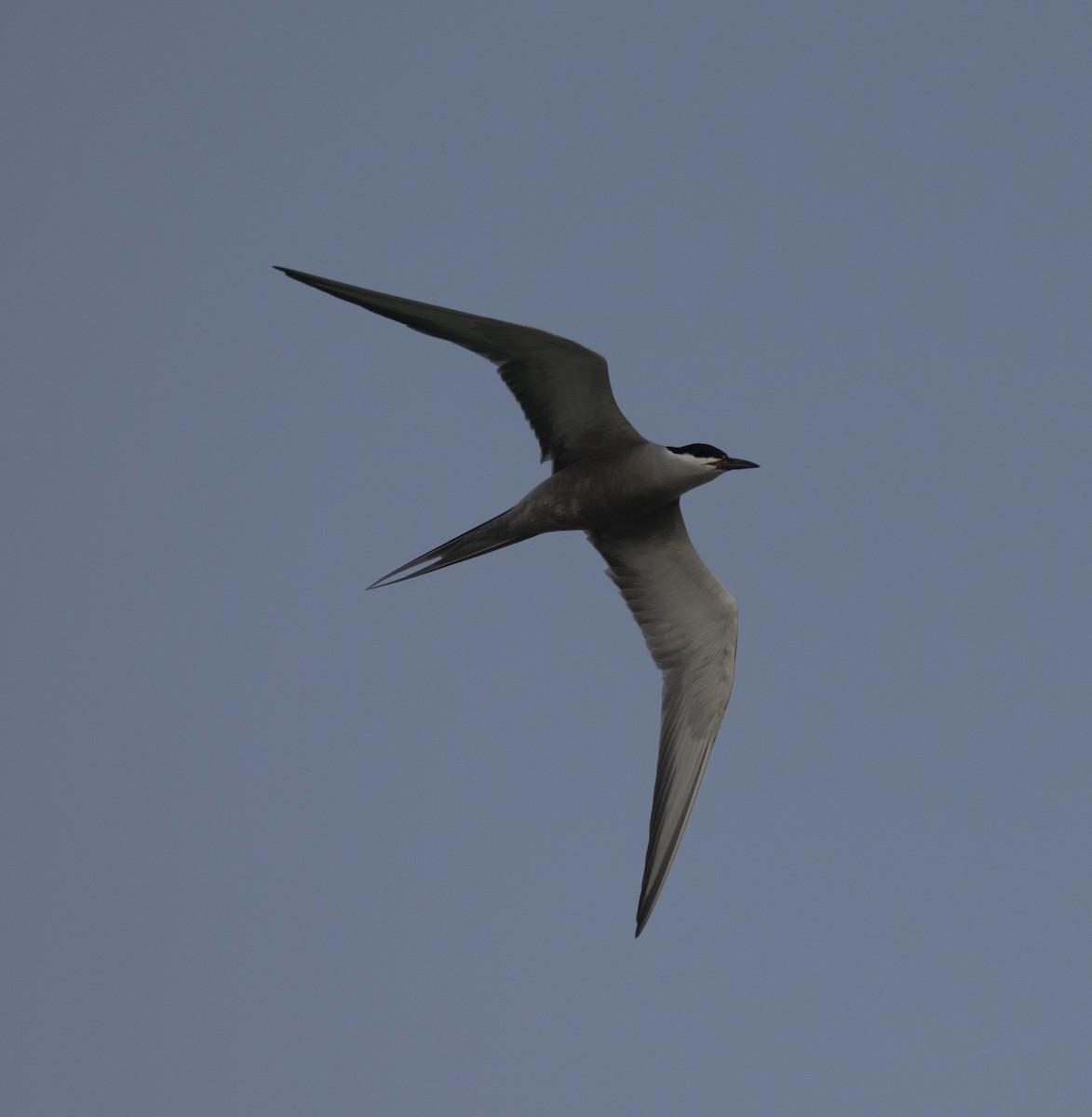 White-cheeked Tern - David Darrell-Lambert