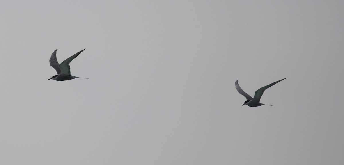 White-cheeked Tern - ML559143181