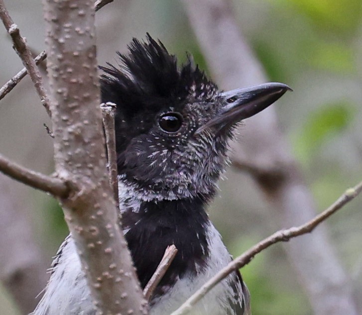 Collared Antshrike (Collared) - John Cassady