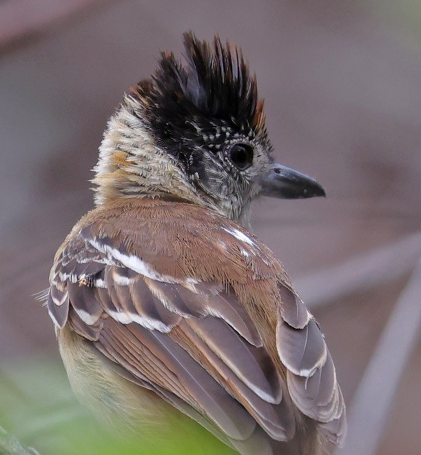 Collared Antshrike (Collared) - John Cassady