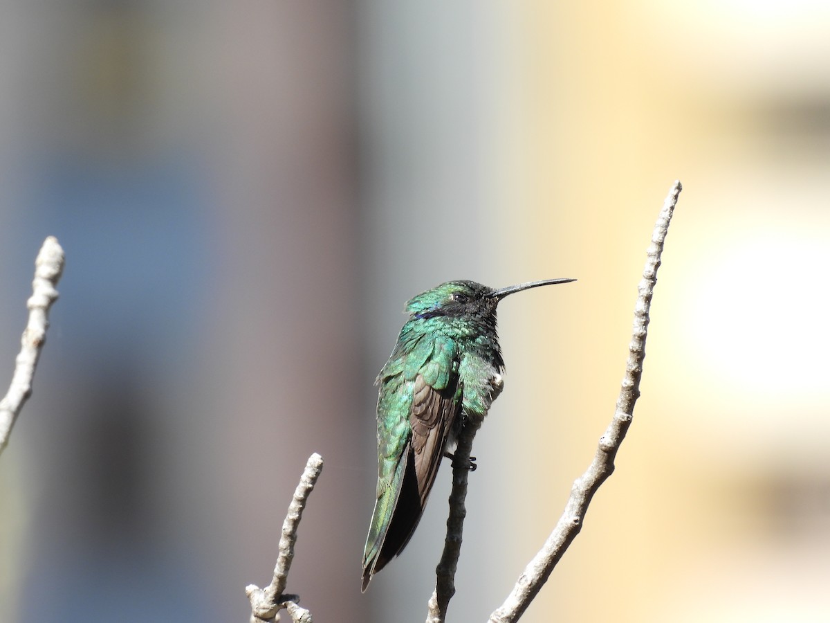 Colibrí Oreja Violeta Menor - ML559143971