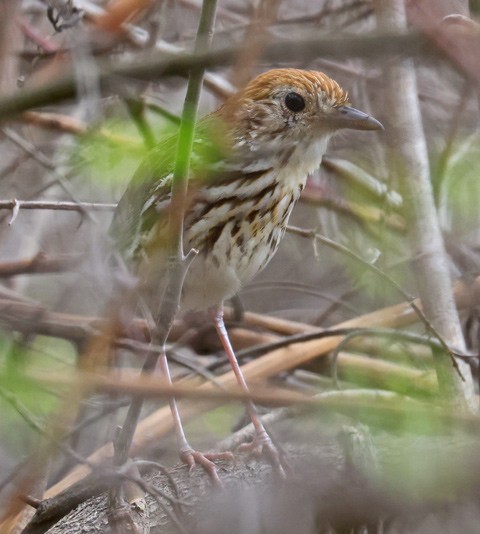 Watkins's Antpitta - John Cassady