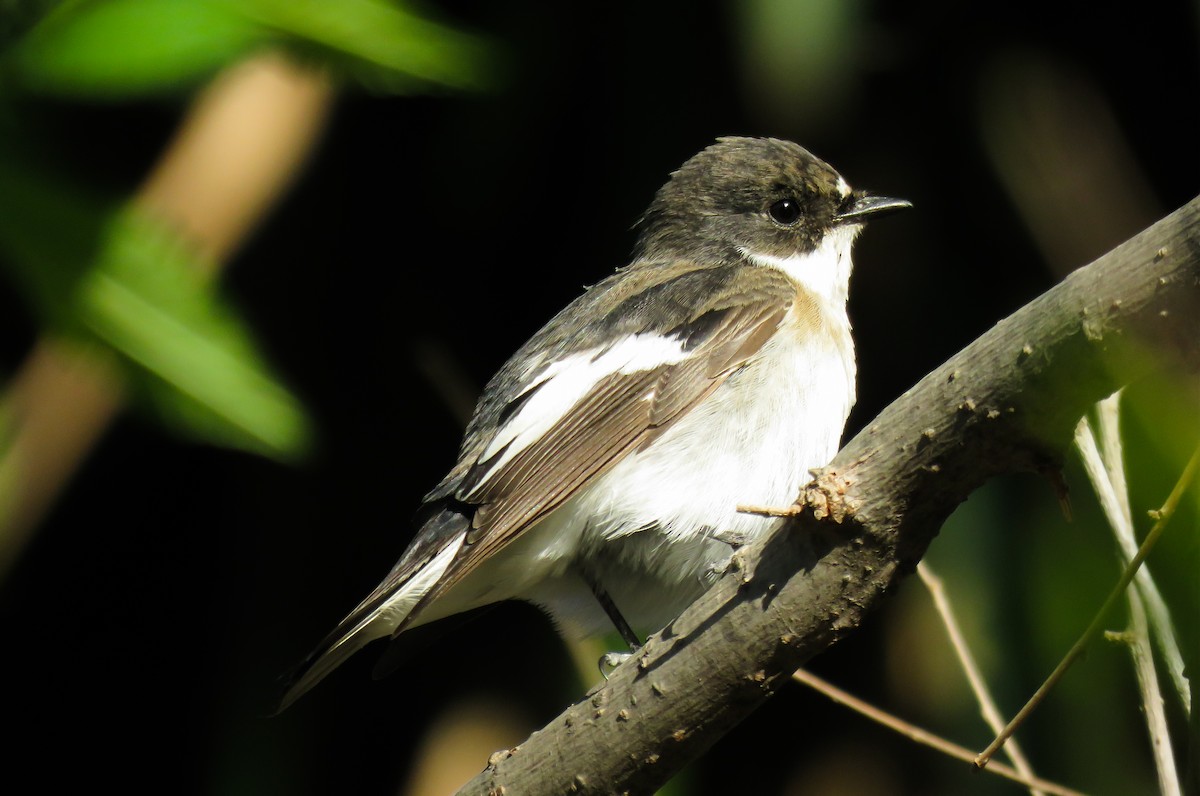 European Pied Flycatcher - ML559145411