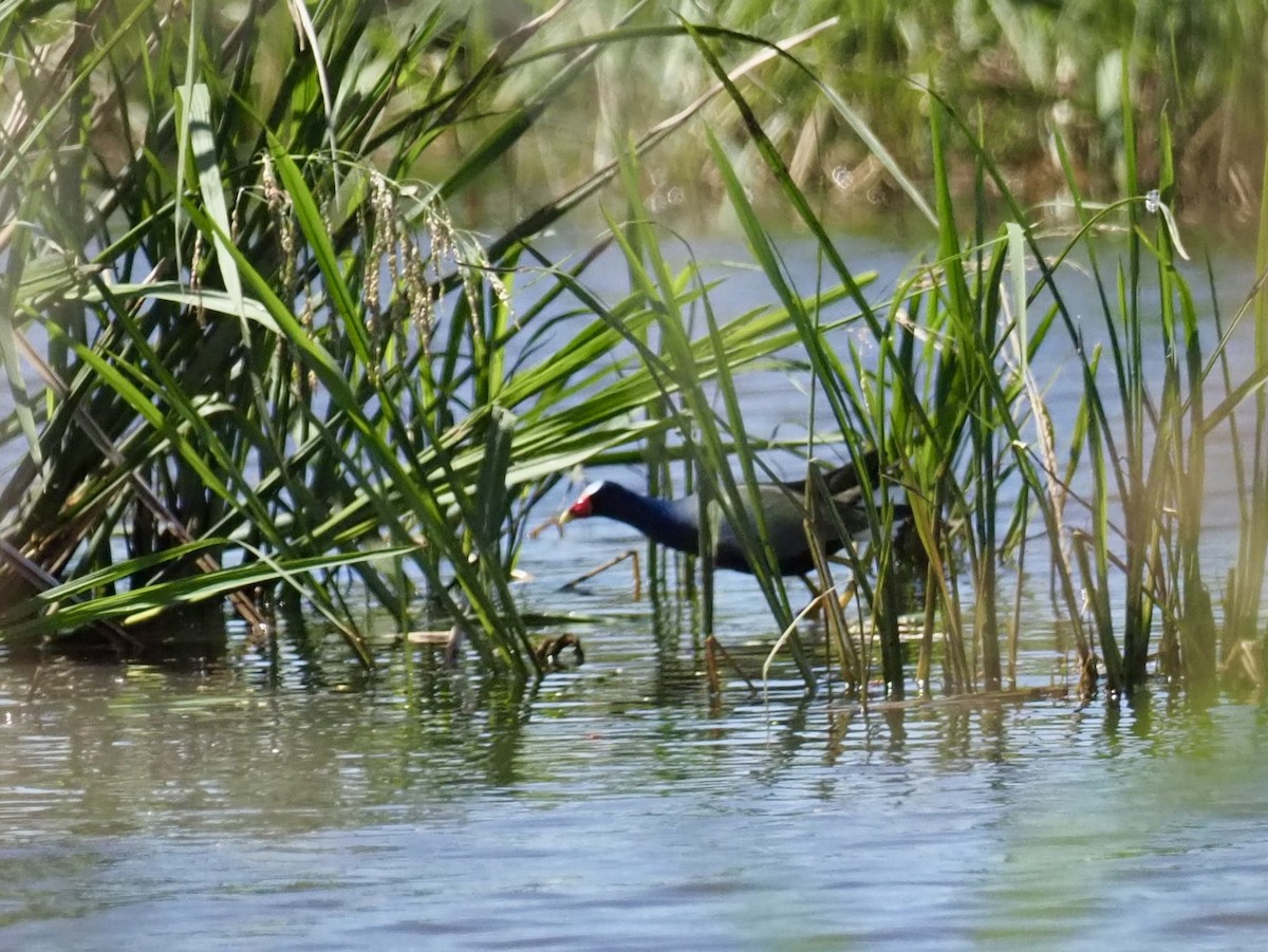 Purple Gallinule - ML559145531