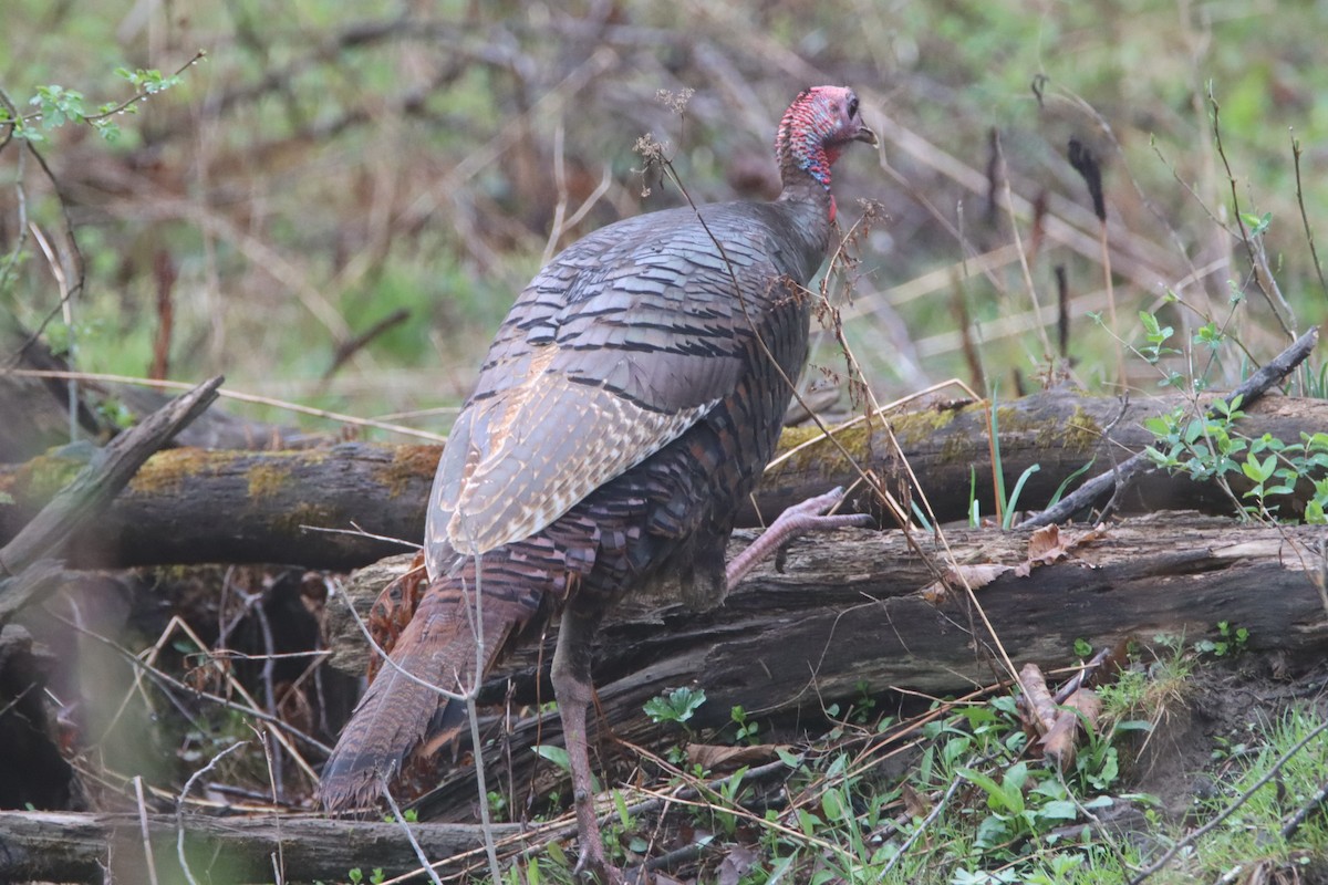 Wild Turkey - Sandy C