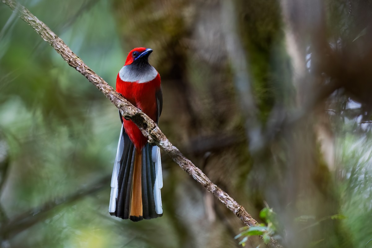 Whitehead's Trogon - ML559146361