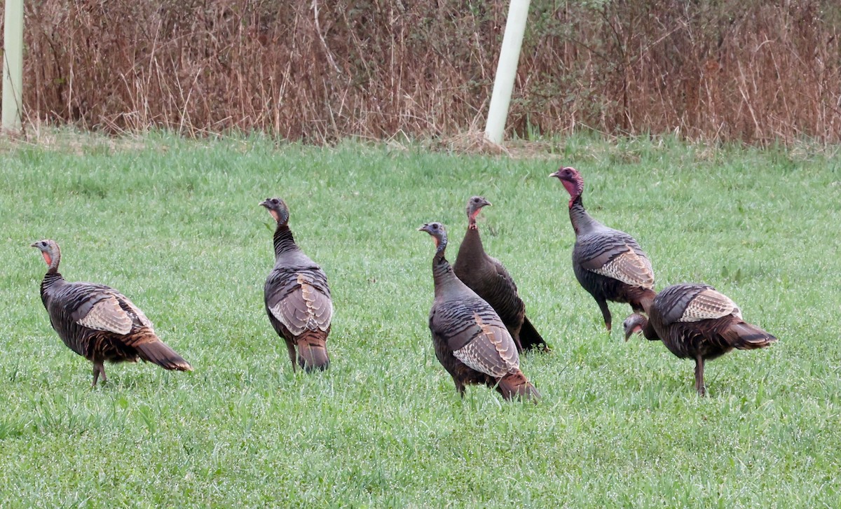 Wild Turkey - Diane Morton