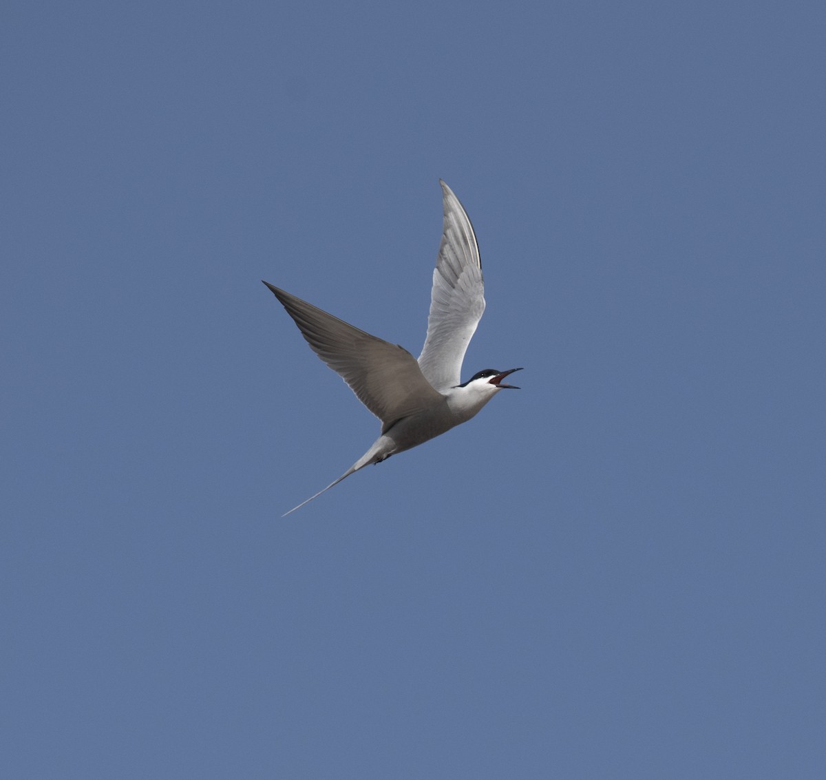 White-cheeked Tern - ML559146681