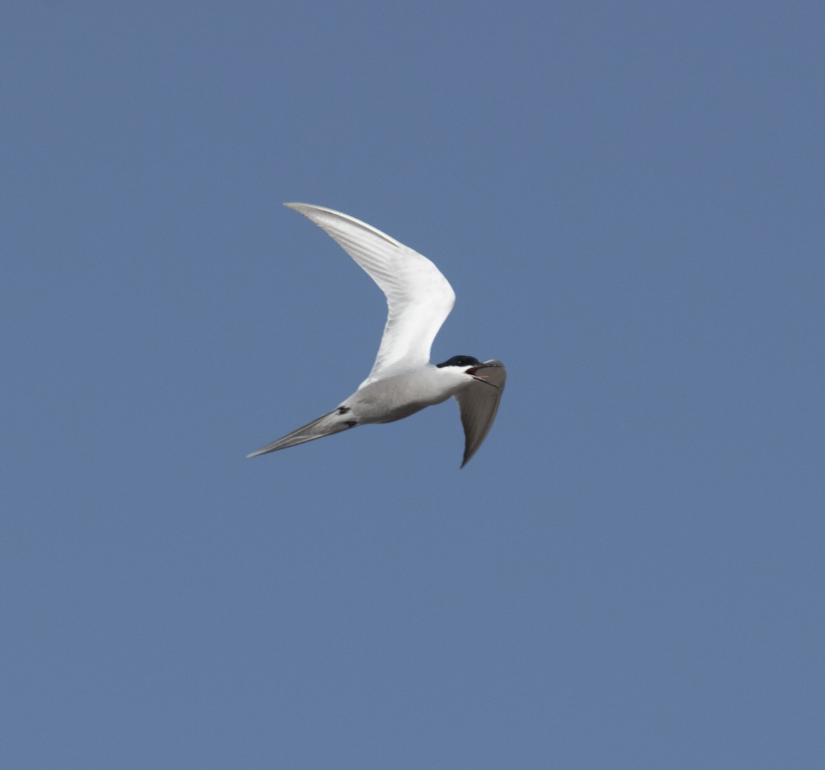 White-cheeked Tern - ML559146791