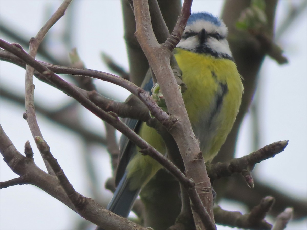 Eurasian Blue Tit - Ursula  Mitra