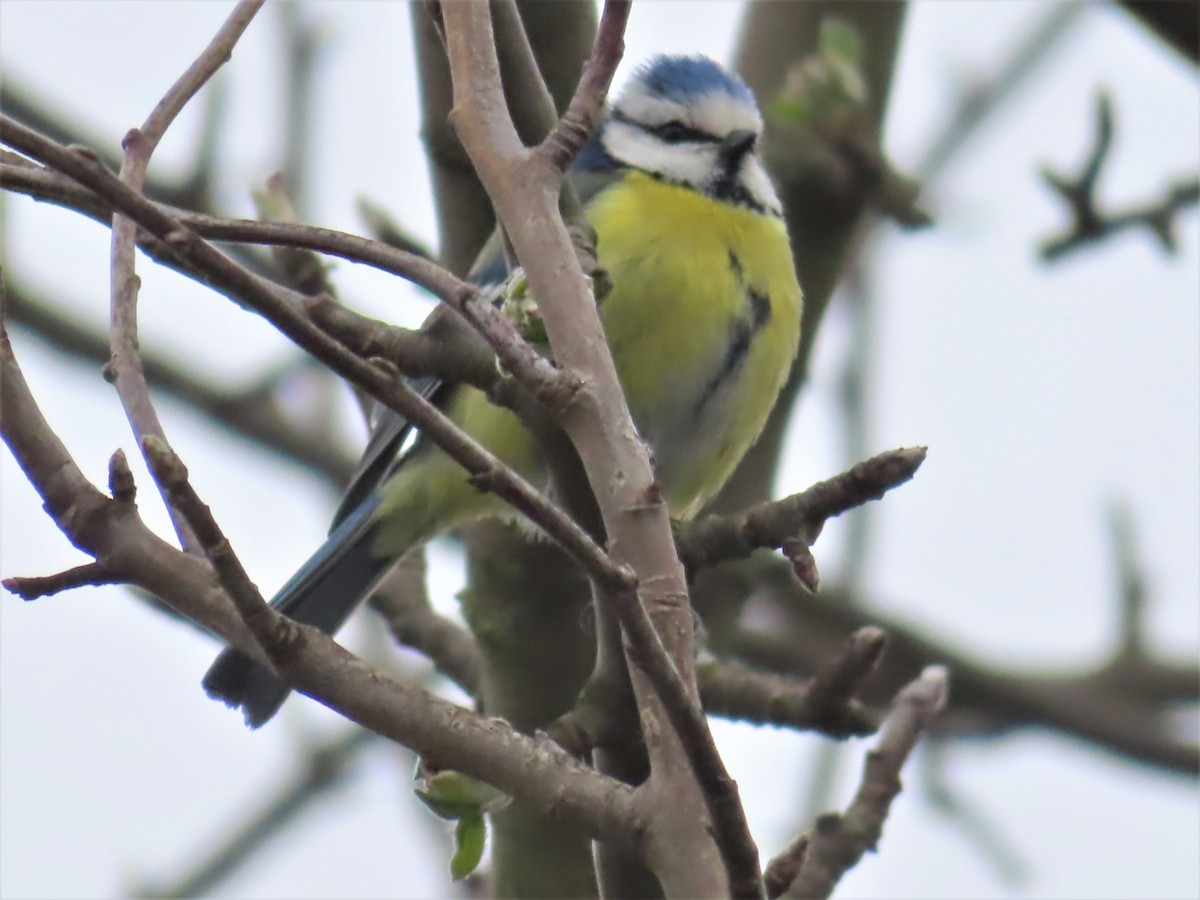 Eurasian Blue Tit - Ursula  Mitra