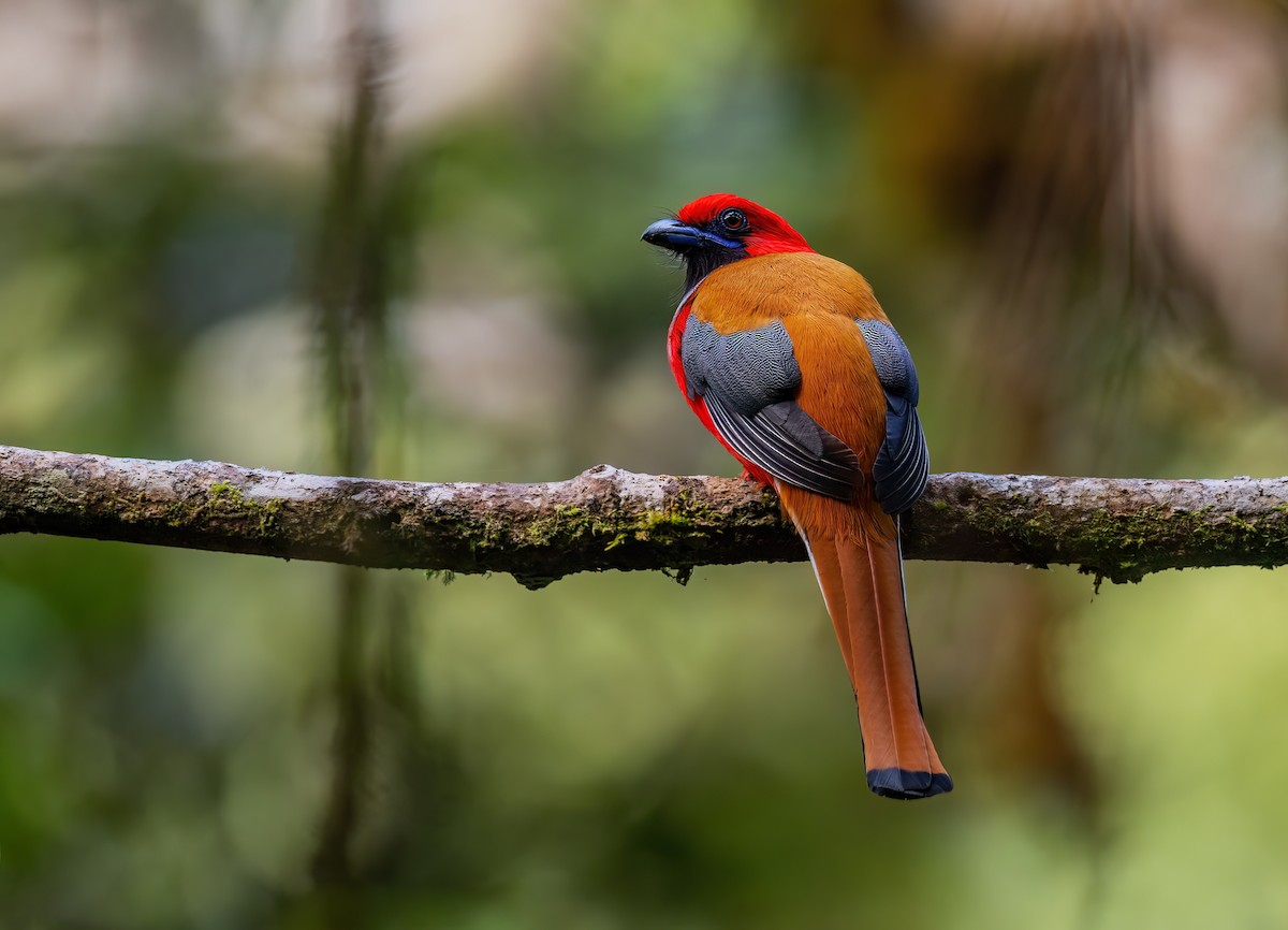 Whitehead's Trogon - JJ Harrison